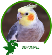 Calopsita Mansa - Campinas/SP - Aves - Campinas - Aves