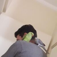 testemunho rin neck manso